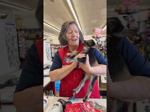 I brought my baby goat to tractor supply