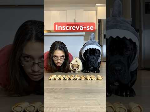 O TUBARรO PEGOU O BURRITO?! ๐ฆ๐ฏ Cane Corso vs Chihuahua: O Desafio deu errado!