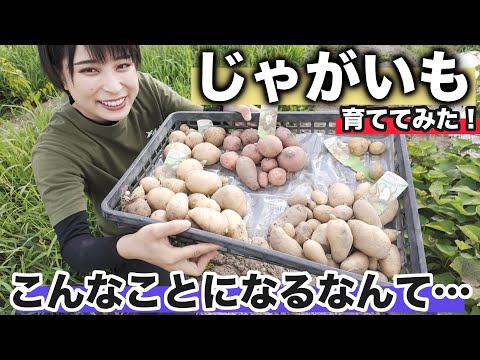 【農業女子】初心者がじゃがいも育ててみた結果、まさかの…！？【2ヶ月の記録】