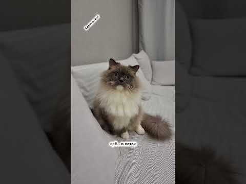Кот квадробер.#популярное #рекомендации #шортс #смешныевидео #юмор #shorts