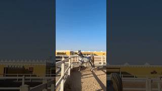 حصان اصيل 4✅