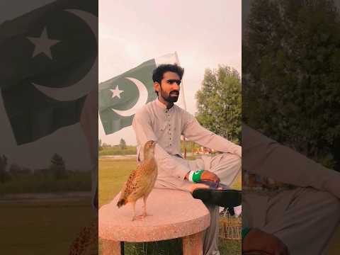 Pakistan vs india #birds 🦜🦜🕊️🕊️🦜🦜🪶🦚#shorts#birdslover #teeterkiawaz