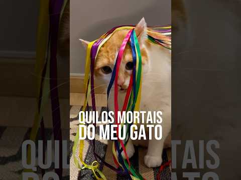 O Circo dos Gatos Saltitantes #gatos