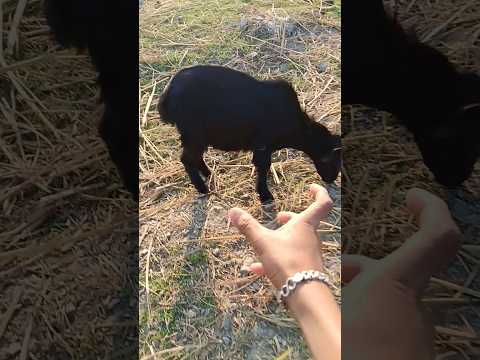 Boing catch frogs funny |froggy catchfunny wep wep |funny froggy#shorts#short