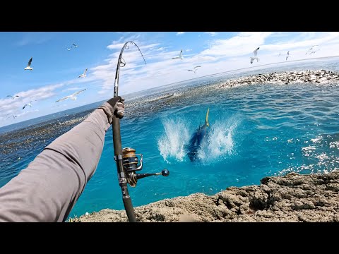 Catching Giant Fish in Feeding Frenzy! (Hectic Footage)