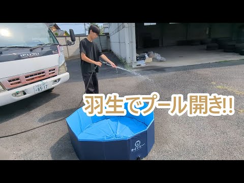 羽生で開催、ゴールデンレトリバーのティトと過ごす癒しの時間 サムネイル