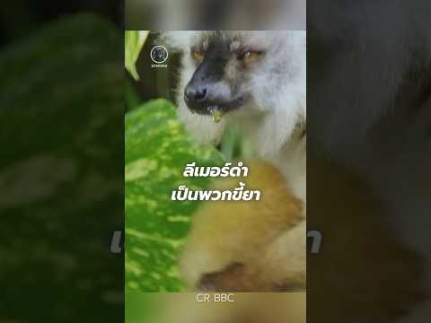 คุณรู้ไหมครับลีเมอร์ดำเป็นพวกขี้ยา #animals #สาระ #ความรู้ #shots