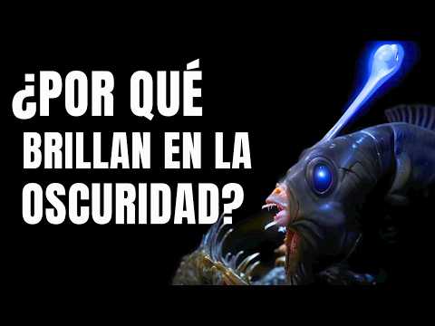 El Secreto De Los Animales Bioluminiscentes