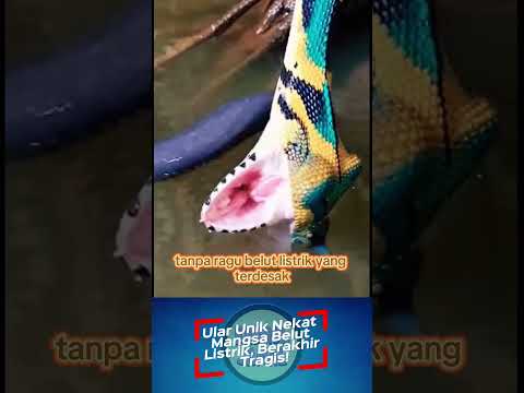 berujung tragis‼️Nekat memangsa belut listrik #shorts #shortvideo