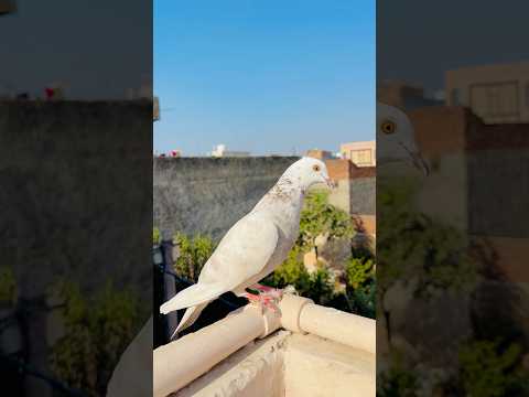 bhar ka kabutar agaya ๐ #minivlog #vlogs