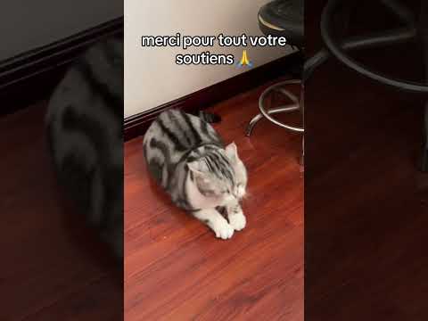 SVP 😔🙏 #chat #animaux #sauvetage #protectionanimale #refuge #sensibilisation#shortsfr #fyp