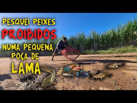 SALVEI PEIXES PROIBIDOS NO MEIO DA ESTRADA - EXPLORAÇÃO