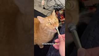 BRUSCHIMICHIS 382 😹