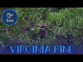 Virginia Pine Characteristics and Uses