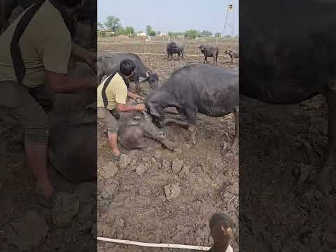 Cow Respects😇 #cow #trendingshorts #cowvideos #help #animals #animalshorts #respect #shorts #nature
