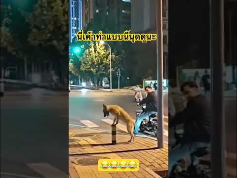 นุดถ้าได้ยอดวิวเยอะซื้อเม็ดมาฝากด้วย😂🐕‼️ #สุนัขน่ารัก #สุนัขแสนรู้ #animals #funny