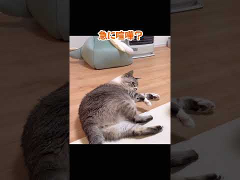 喧嘩する猫 #猫 #cat #ねこチャックの日常 #保護猫 #猫のいる暮らし #多頭飼い #ねこ