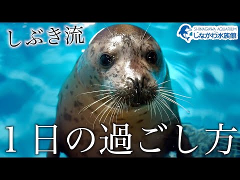 ゴマフアザラシの赤ちゃん～俺の1日～＠しながわ水族館