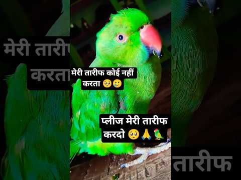 mitthu ki tareef koi nahi karta🥺 please ek bar Mitthu ki Tarif kar do Taki Mitthu khush ho jaaye☺🤗🦜❤