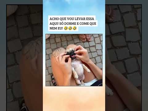 Quer um tambem? ❤️🐶.... #luccaszembrini #cachorro #pug #pets #animaisengraçados