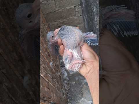 شوف لقيت أي عند الحمام #pigeon