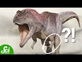 Fossil Discoveries and Evolutionary Insights