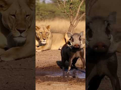 Wild Boar Rolls in Mud to Impress a Lion! ? Funniest Wildlife Reaction #wildlifeentertainment #lion