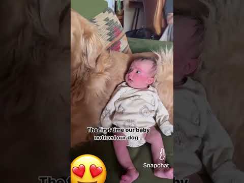respect au chien ❤️❤️❤️