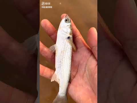 সমুদ্রতীরে পেয়েছি কচ্ছপ অক্টোপাস কাঁকড়া চিংড়ি মাছ #shorts #ytshots