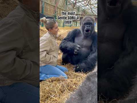 Most gentle GORILLA EVER #trendingshorts #viralvideo #viralshorts #youtubeshorts #shorts #funny #fy