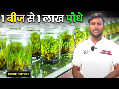 क्या है तिश्यू कल्चर? | Tissue Culture at Kanha Shanti Vanam @heartfulness​