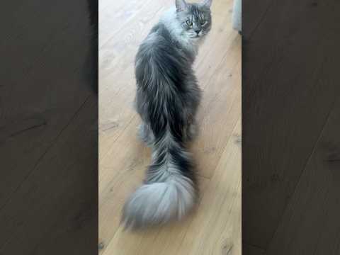 Longest tail on a living domestic cat 🐈 46.99 cm (18.5 in) - Mr. Pugsley Addams 🇺🇸