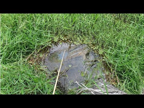 Rejeki sekali.. najur dapat gabus monster diluar batas ukuran