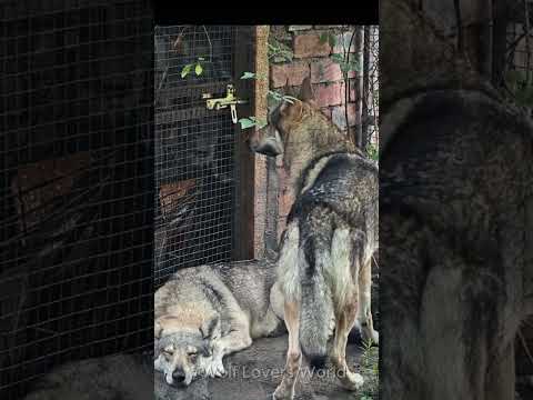 When a Wolf Mom Gets <strong>Mad</strong> <strong>at</strong> Dad 🐺😂 | His Reaction Is Too Cute!