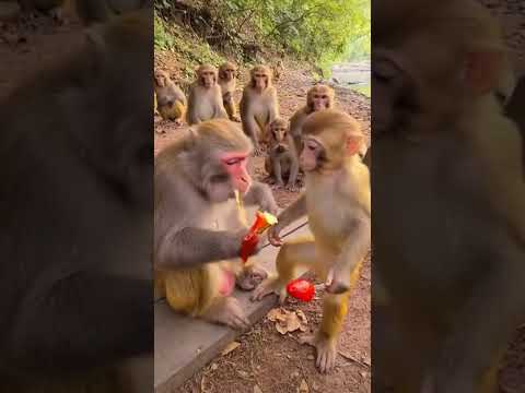 Monkey vibes all day! ๐บ๐ธ๐ฌ๐ง #MonkeyVibes #FunnyMonkey #CuteMonkey #MonkeyVideo #FunnyAnimals #Comedy