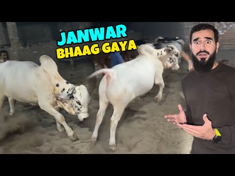 Janwar bhaag gaya rassi tor ke 😳 Bakra eid 2026 ke VIP janwar dekhne agae
