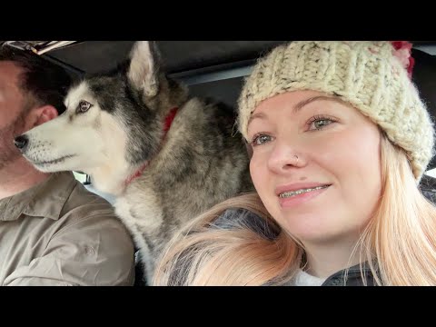 My Husky The Backseat Driver!