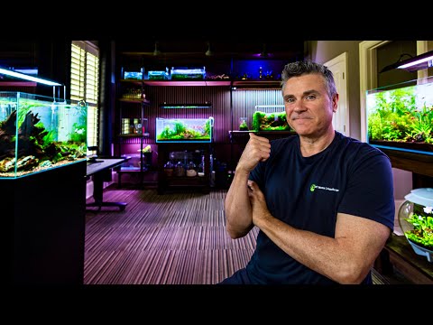 These Aquascapes Looked Amazing...But Did They Las In this video, I revisit four of my recent layouts to show how they’ve grown, shifted, and, in som