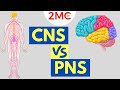 Exploring CNS and PNS Structures and Functions