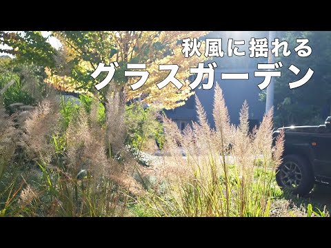 【北海道ガーデン】秋の風に揺れるノガリヤス・チカラシバ・ススキ