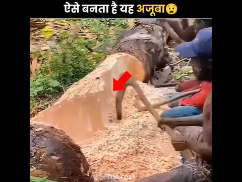 Treasure Hidden Inside Tree 😮