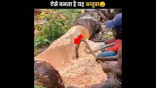 Treasure Hidden Inside Tree 😮