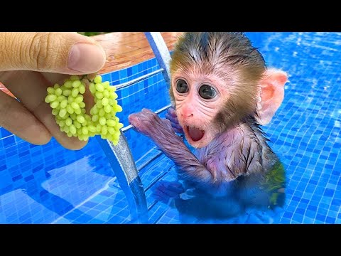 Monkey Baby Shark | Nursery Rhymes & Kids Songs |Bobby Kids Songs #monkey #monkeybaby #animalshome