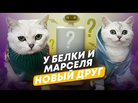 У БЕЛКИ И МАРСЕЛЯ НОВЫЙ ДРУГ