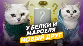 У БЕЛКИ И МАРСЕЛЯ НОВЫЙ ДРУГ