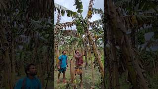 How bananas are cut, food ( episode 3094) 😱 #food #shorts #satisfying #banana #trending #viral