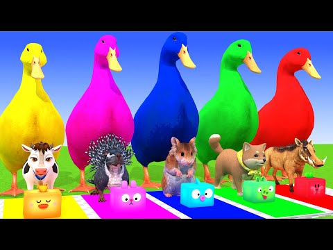 5 Giant Duck Cartoon,Cow,Elephant,Tiger,Lion,Dinosaur,Paint Wild Animals Crossing Fountain Animation