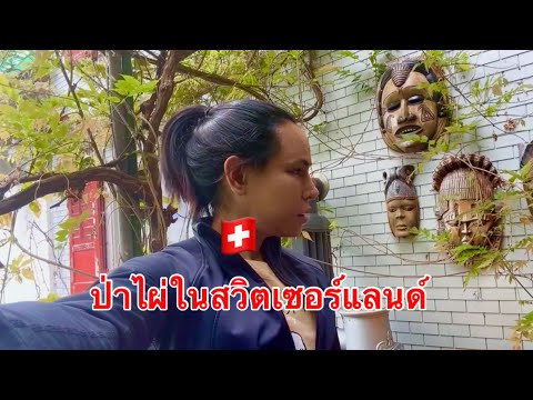 เข้าป่าไผ่ในสวิตเซอร์แลนด์