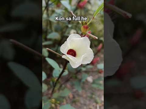 kon sa full he#shorts #full #youtubeshorts #vairalshorts #trandingshorts #youtuber