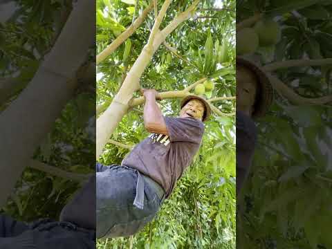 polo tumbando mango #humor #comedia
